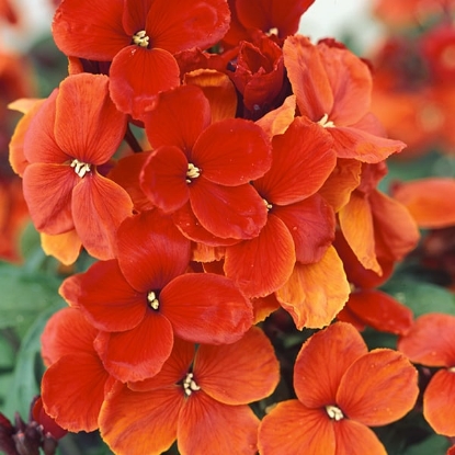Picture of Wallflower - Scarlet Emperor